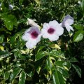 Pandorea jasminoides variegata